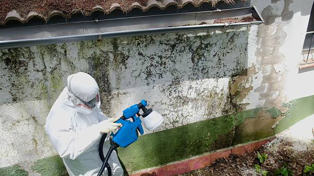 Top rated local Mold Remediation specialists in Seminole, FL